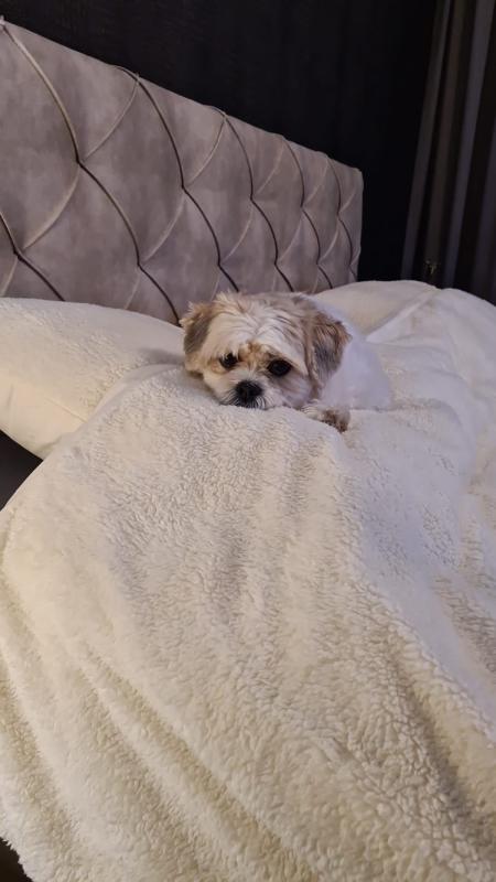 Teddy