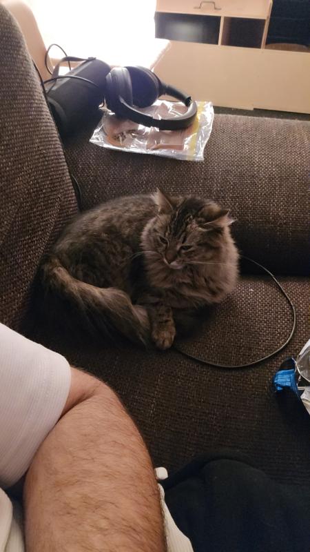 Simba