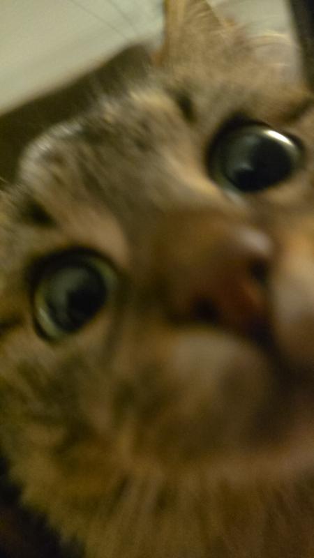 Simba