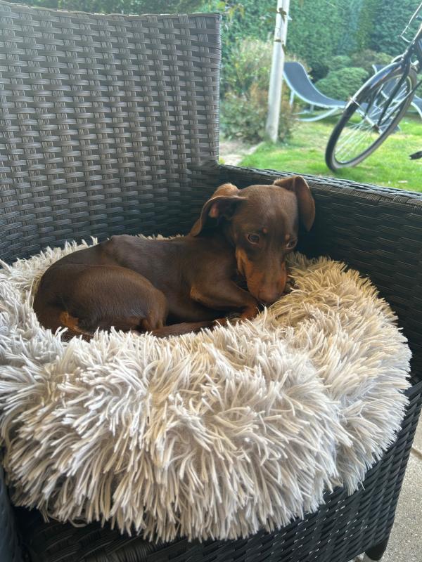 Ziggy