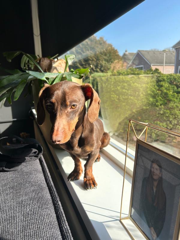 Ziggy