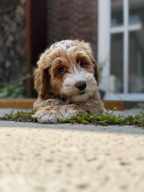Ollie
