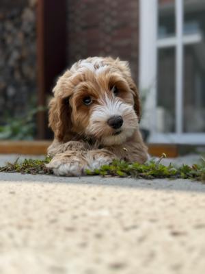 Ollie