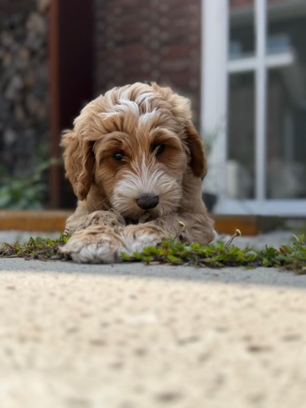 Ollie