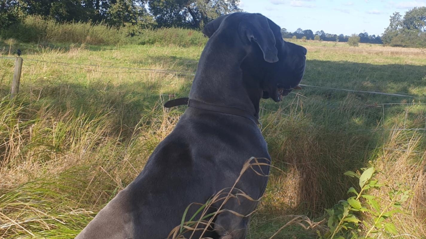 Pepper