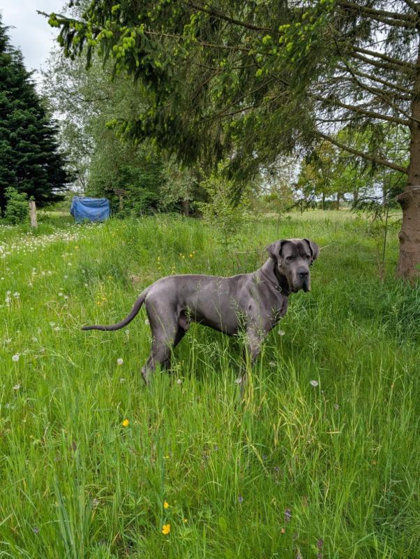 Pepper