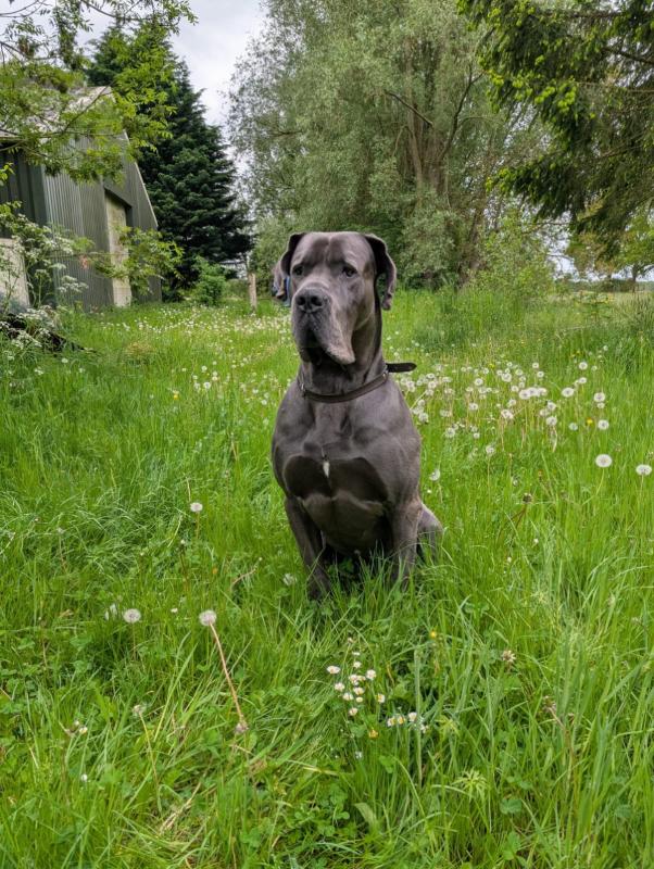 Pepper