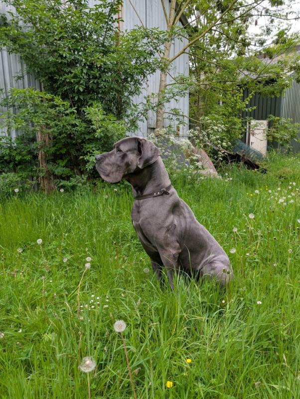 Pepper