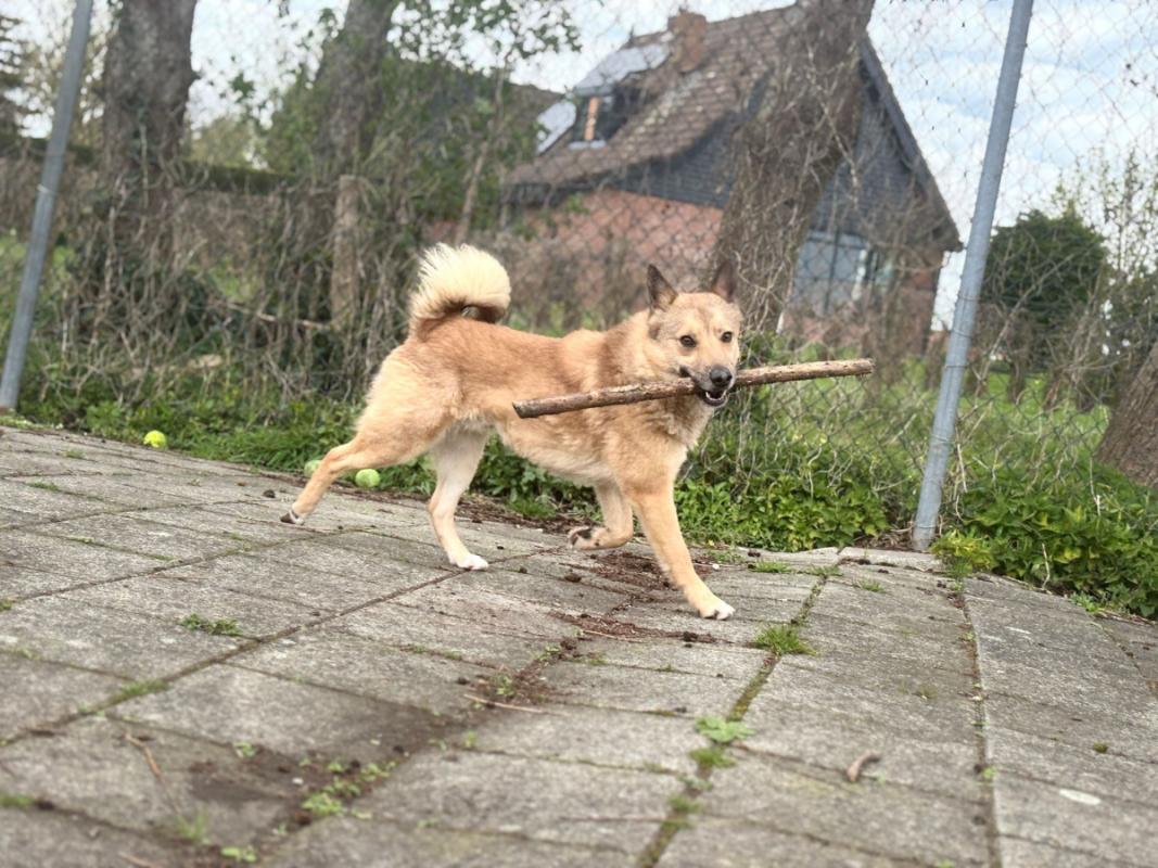 Foxy
