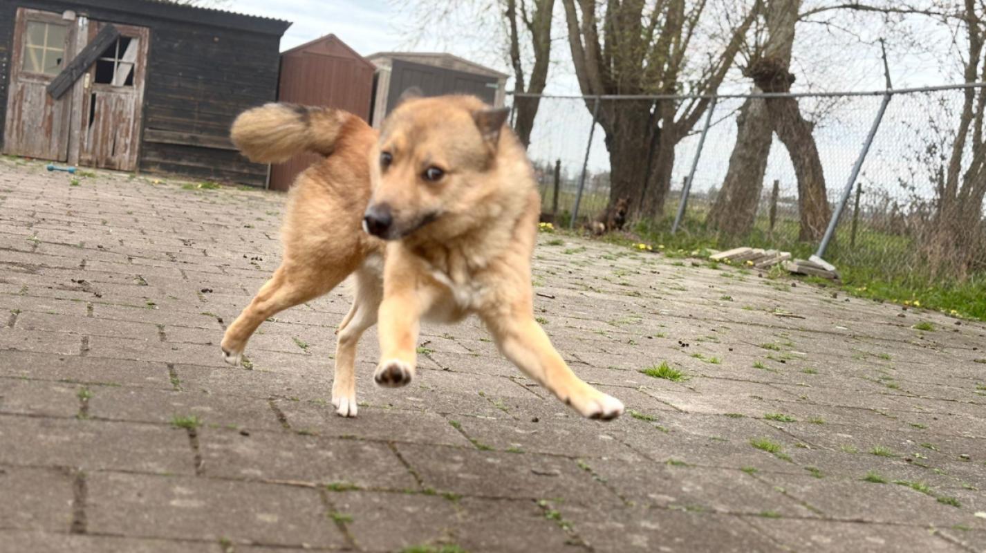 Foxy