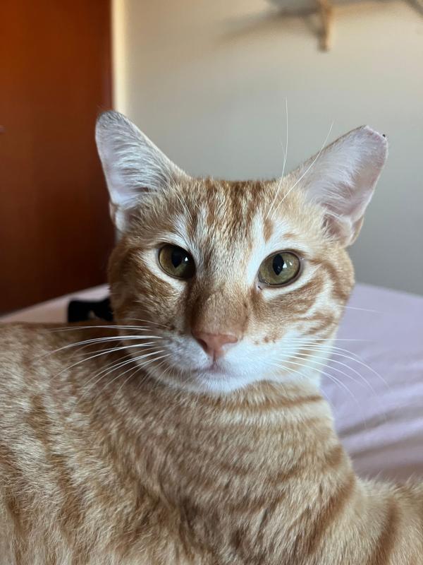 Romeo