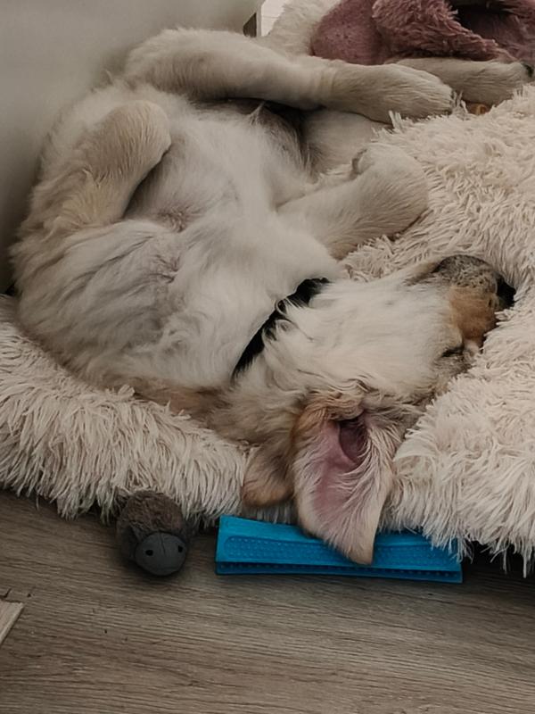 Pip