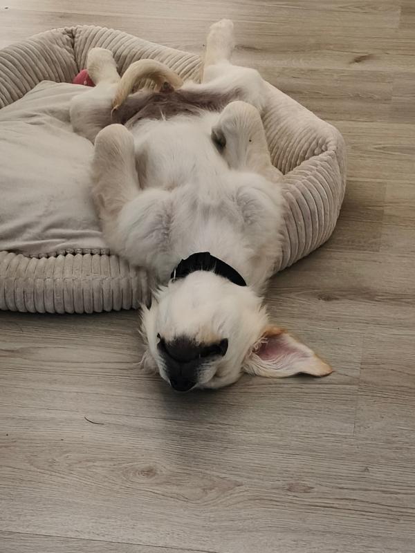 Pip