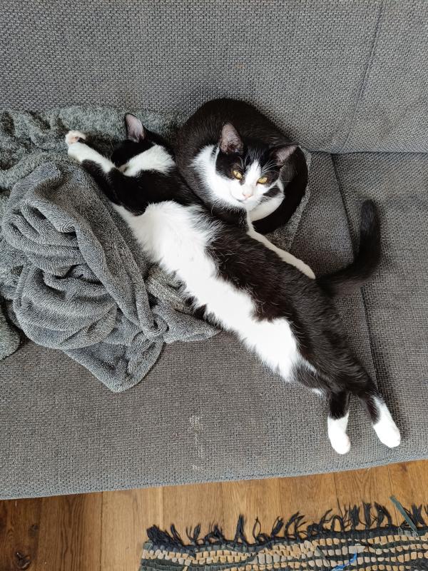 Rico
