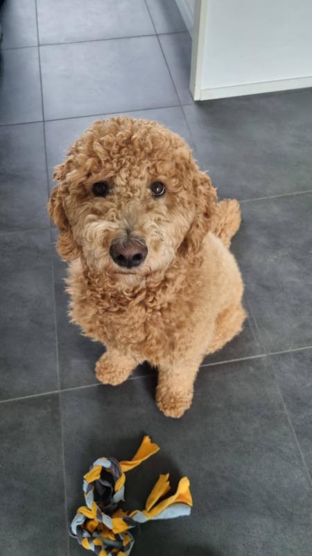 Teddy