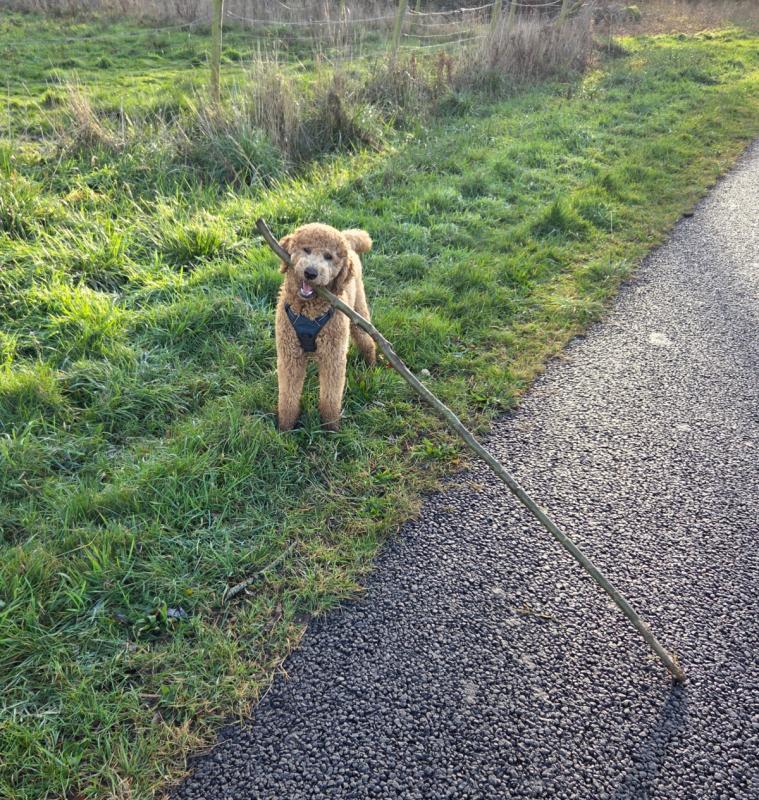 Teddy