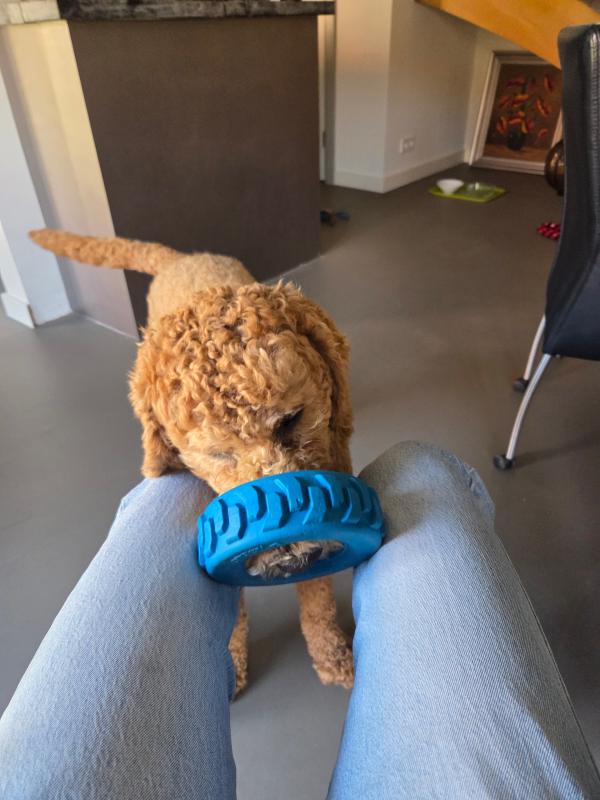 Teddy