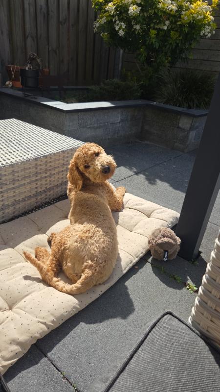 Teddy