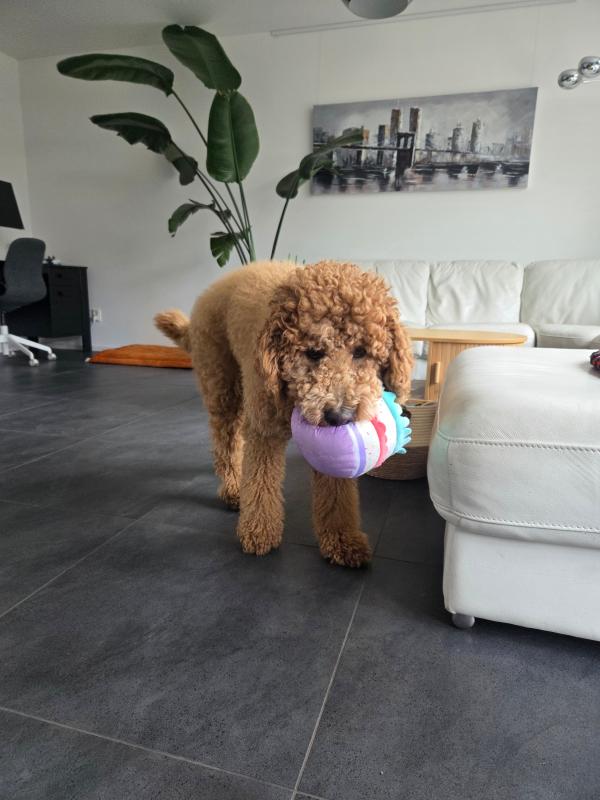 Teddy