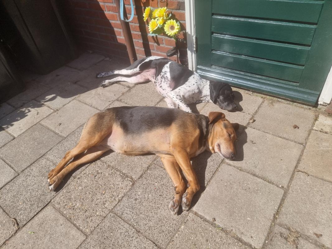 Sunny