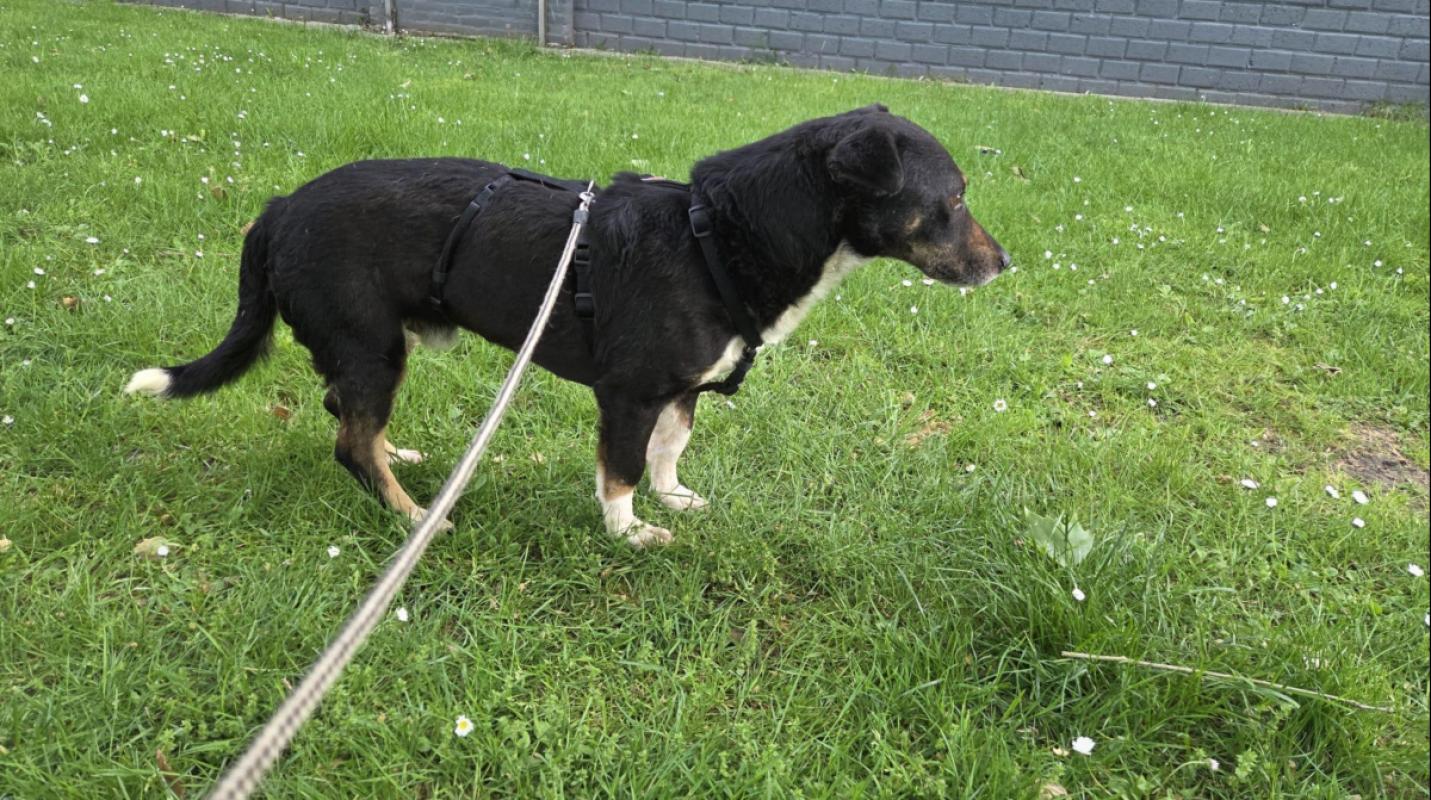 Tico