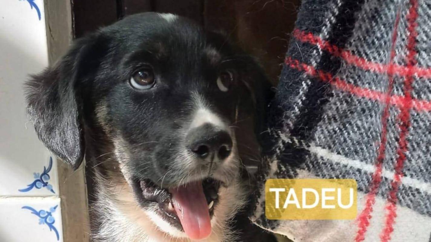 Tadeu