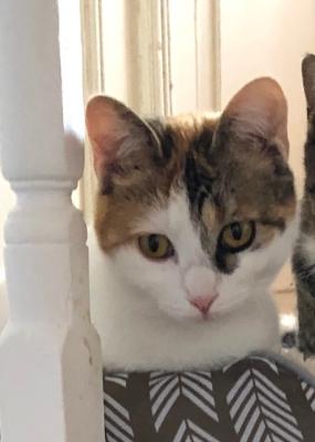 Contessa