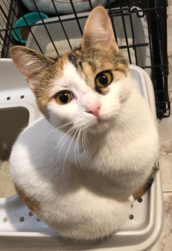 Contessa