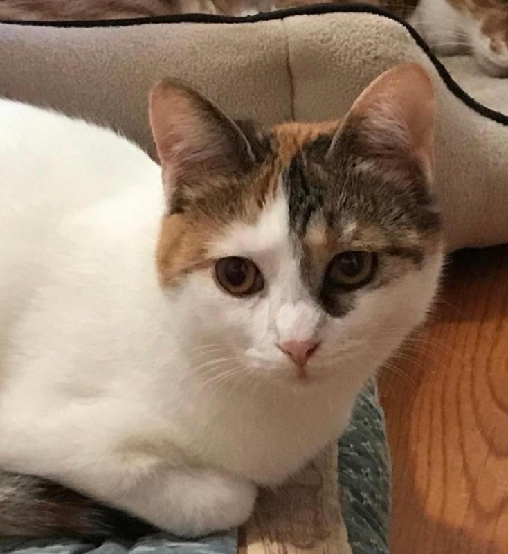 Contessa