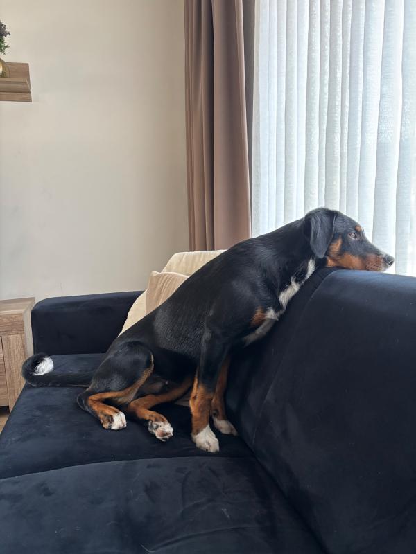 Yoshi