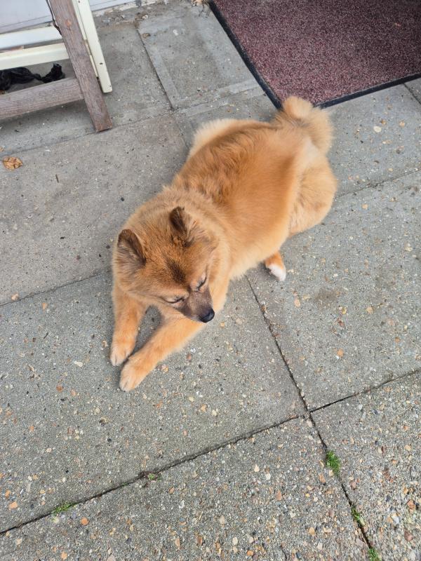 Pumba