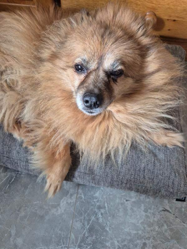 Pumba