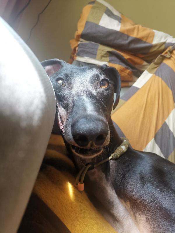 Tibbe
