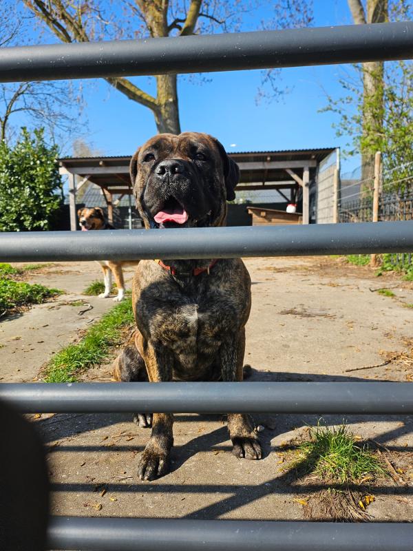 Duco