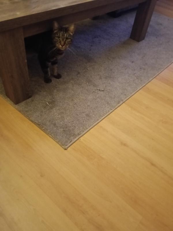 Tijger