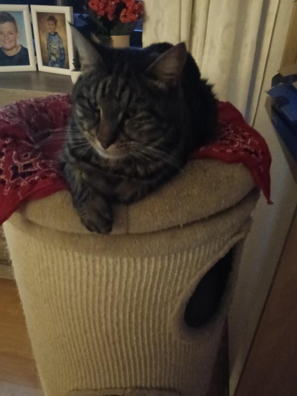 Tijger