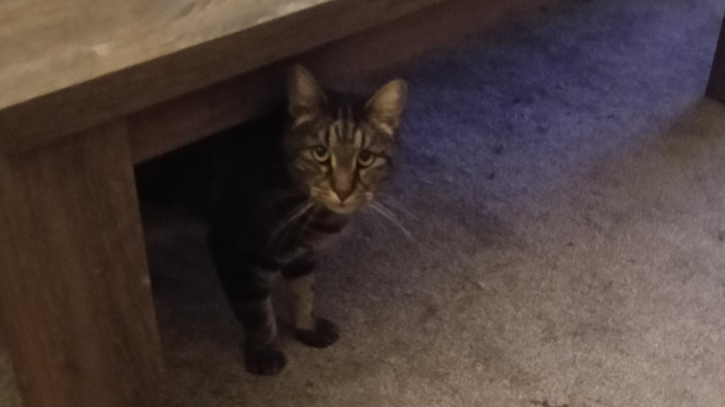 Tijger