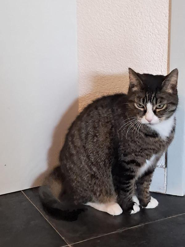 Doortje