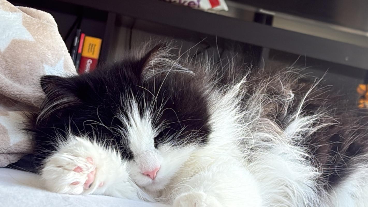 Yuki
