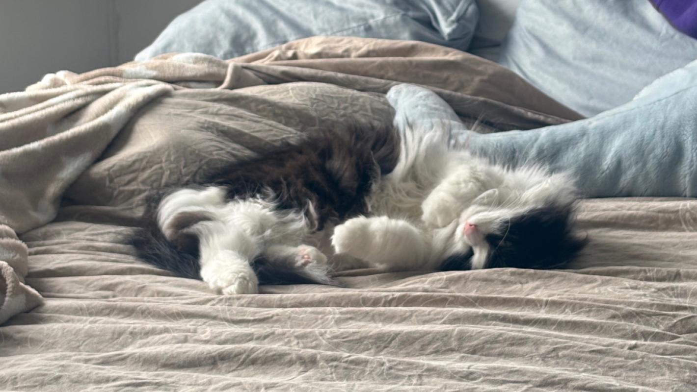 Yuki