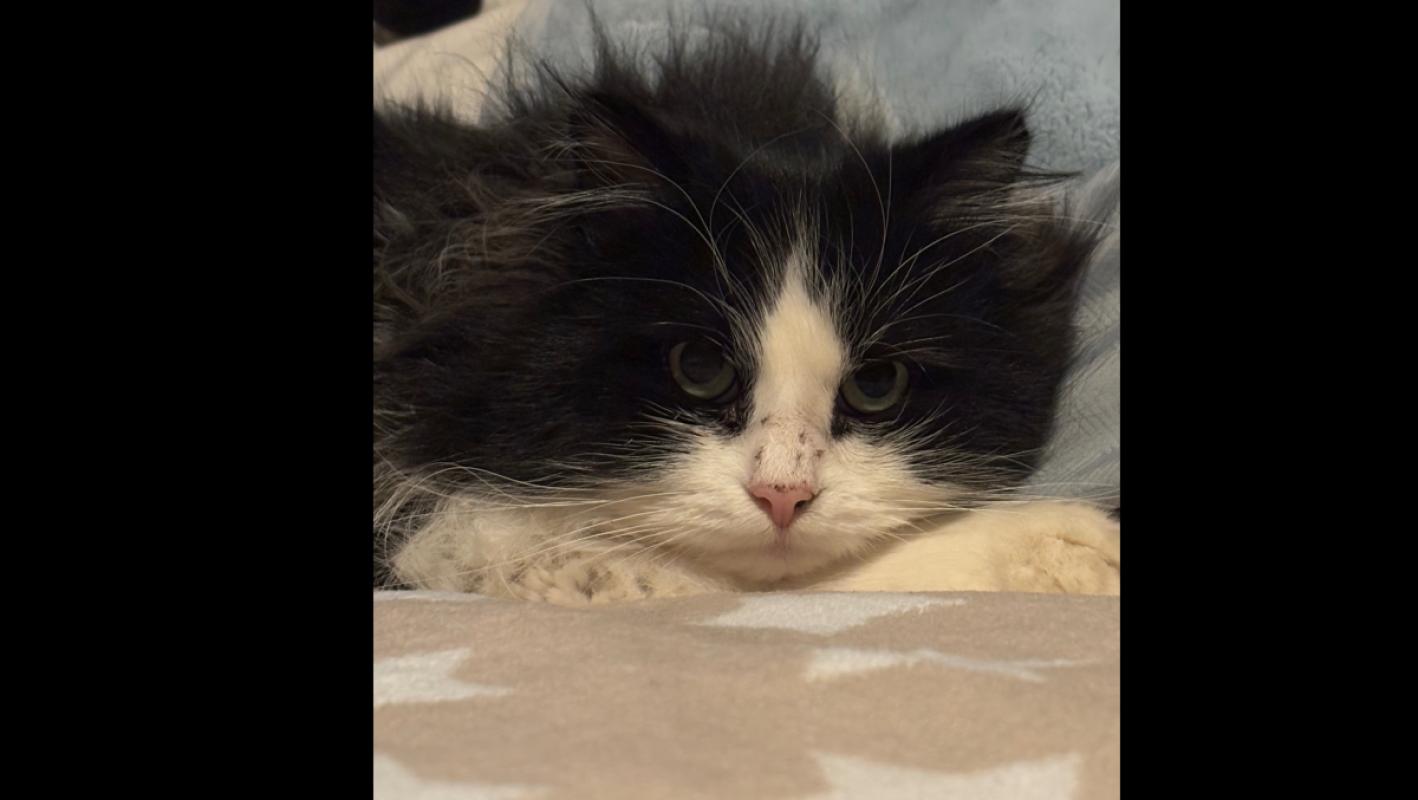 Yuki