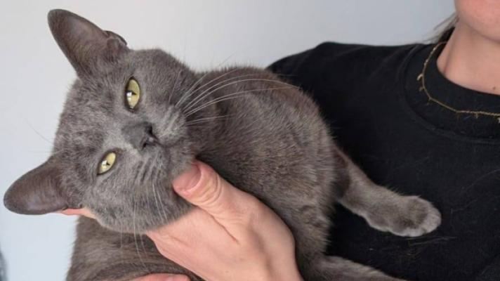 Minimiau
