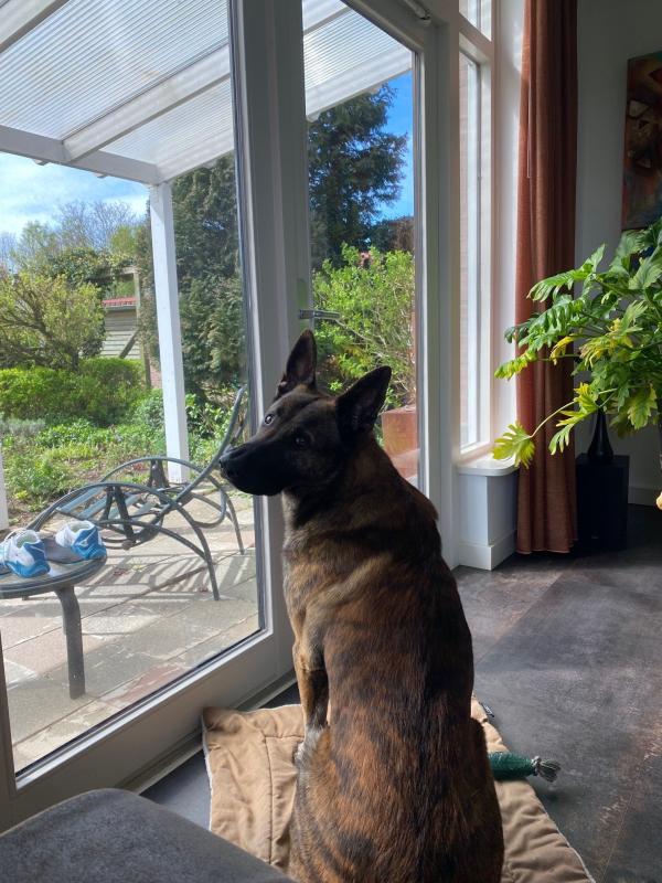 Ringo