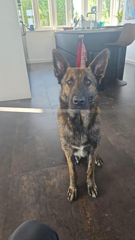 Ringo