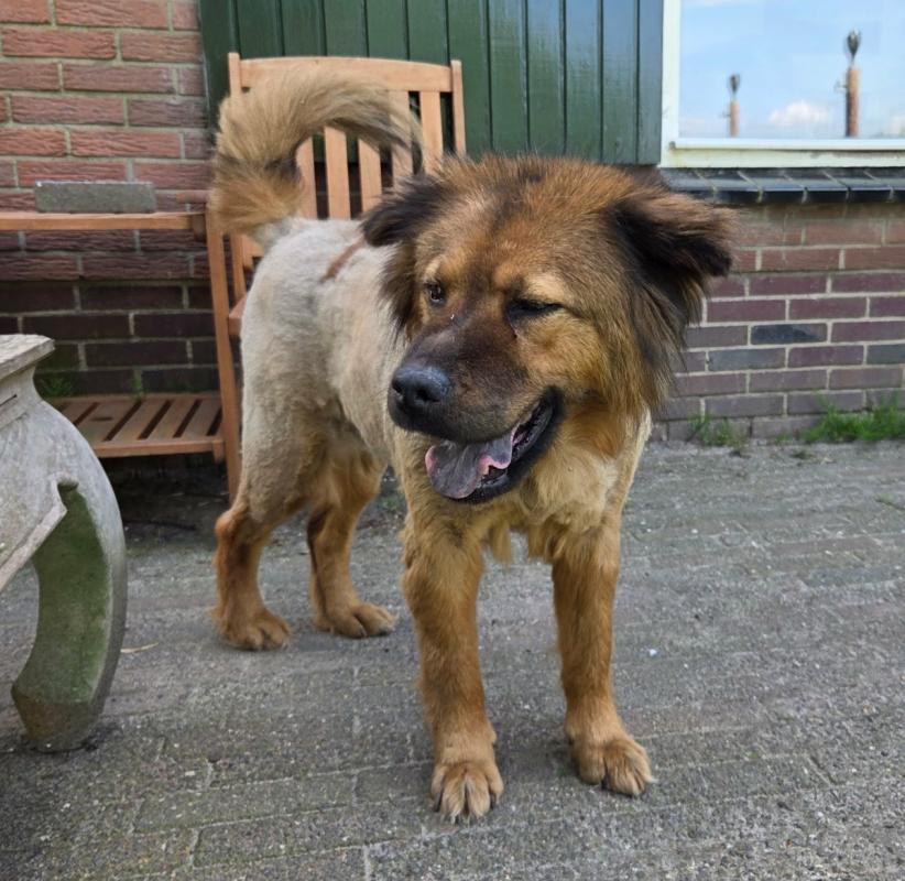 Ziva