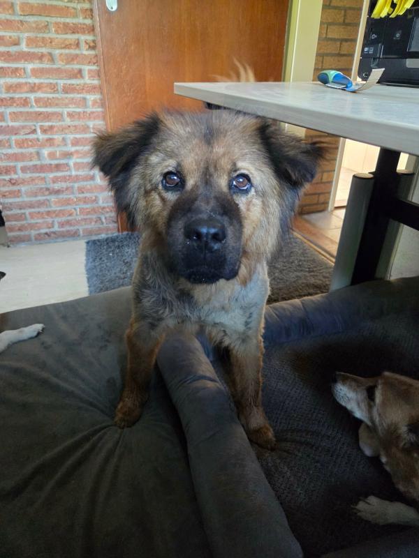 Ziva