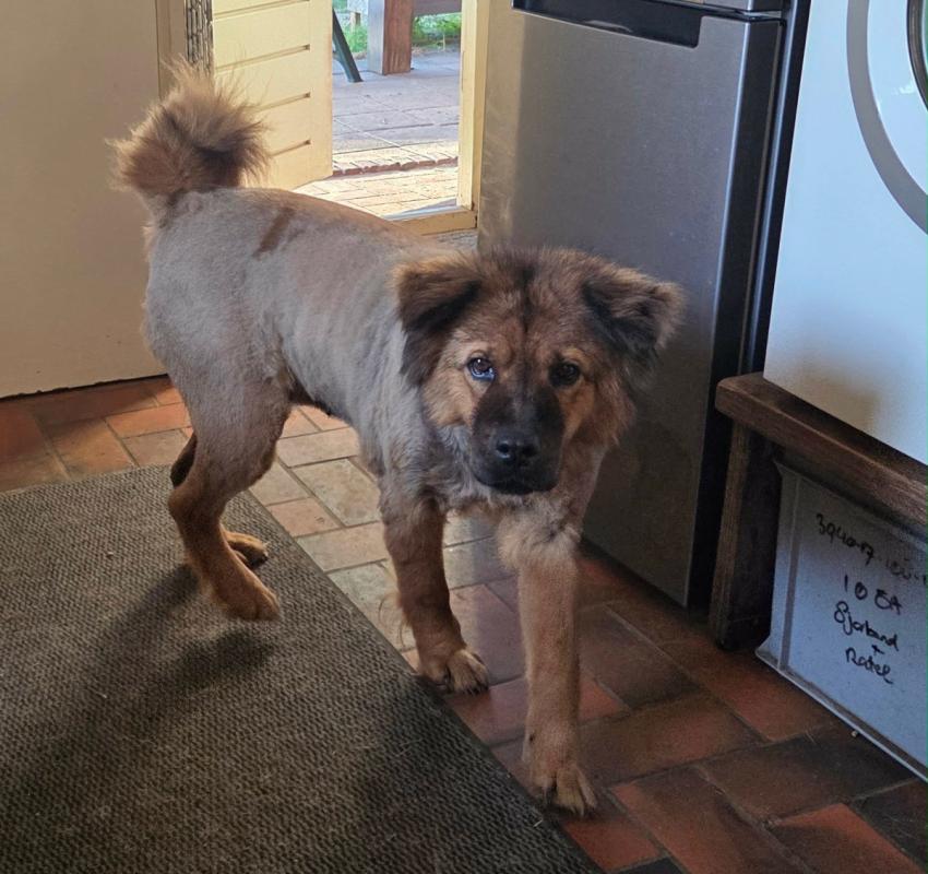 Ziva