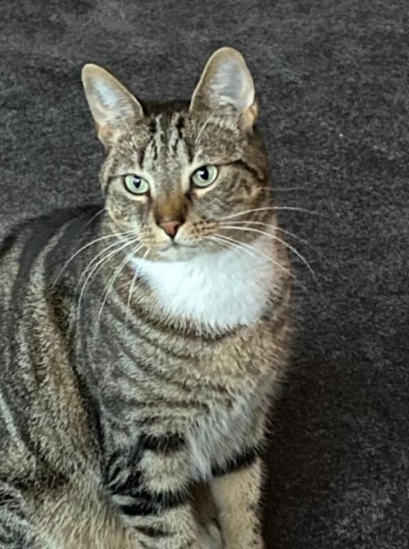 Muis