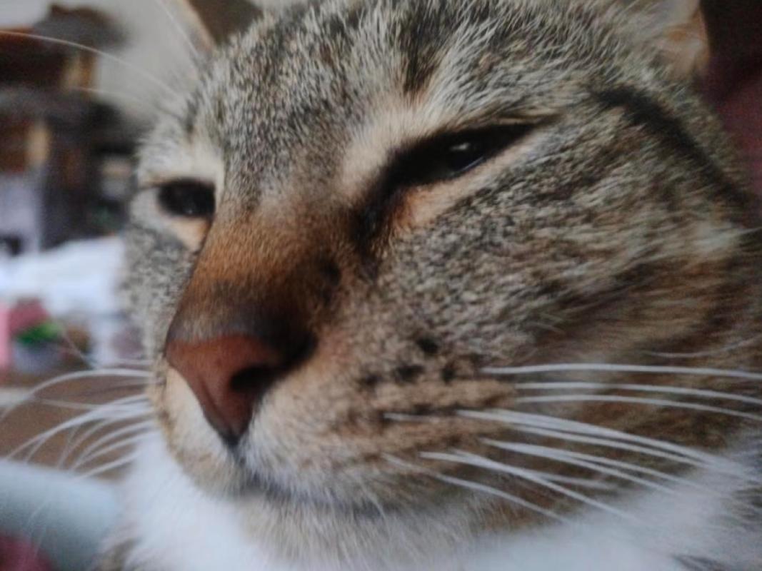 Muis