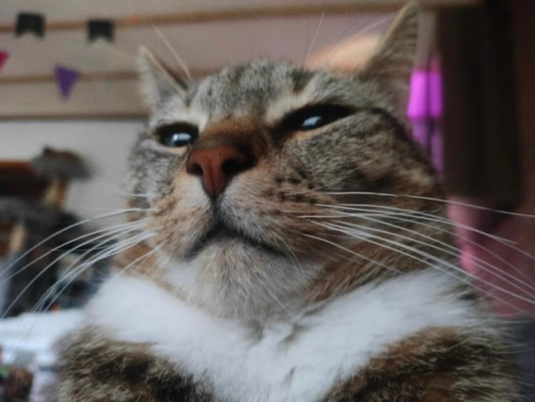 Muis